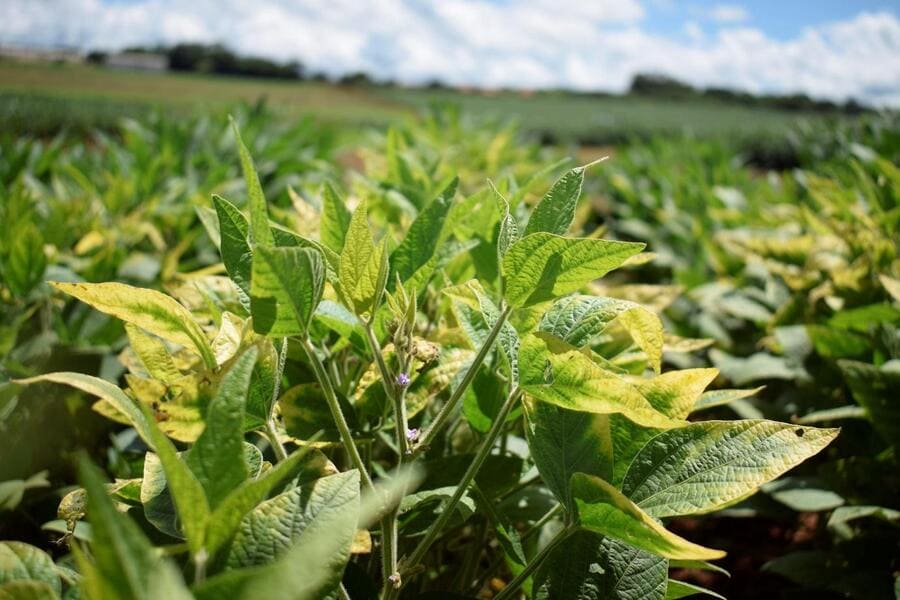 Planta de soja com deficiência de potássio (K)