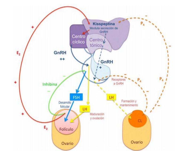 Fisiologia do ciclo estral