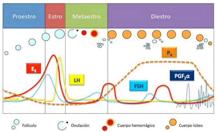 Fisiologia do ciclo estral de vacas leiteiras