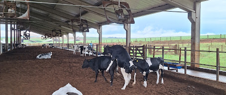 Novilhas com interesse em montar outras fêmeas