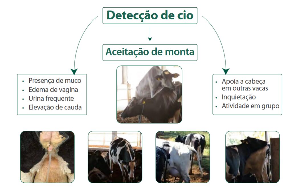Sinais de detecção do cio em vacas leiteiras