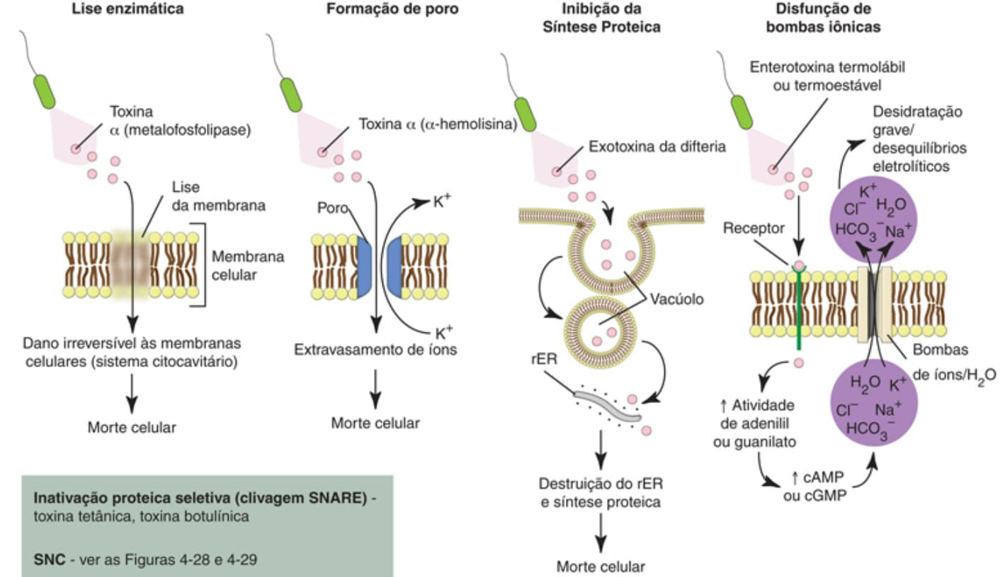 Ações de Toxinas Bacterianas (Fatores de Virulência) sobre a Estrutura e a Função de Células-alvo.