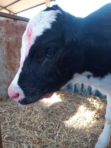 Bezerra com sinais de desidratação