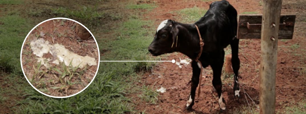 Bezerra com diarreia