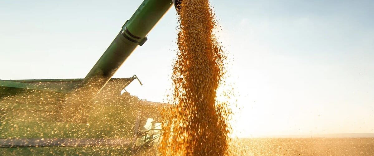 Milho sendo colhido em uma colheitadeira