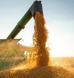 Milho sendo colhido em uma colheitadeira