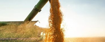 Milho sendo colhido em uma colheitadeira