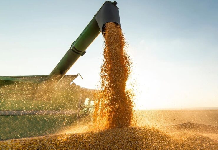 Milho sendo colhido em uma colheitadeira