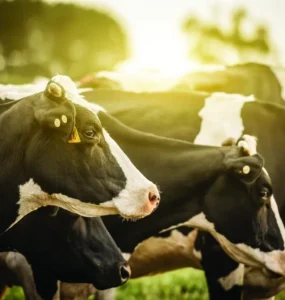 Vacas leiteiras em primeiro plano, com reflexo do sol ao fundo