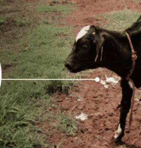 Bezerra com diarreia