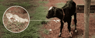 Bezerra com diarreia