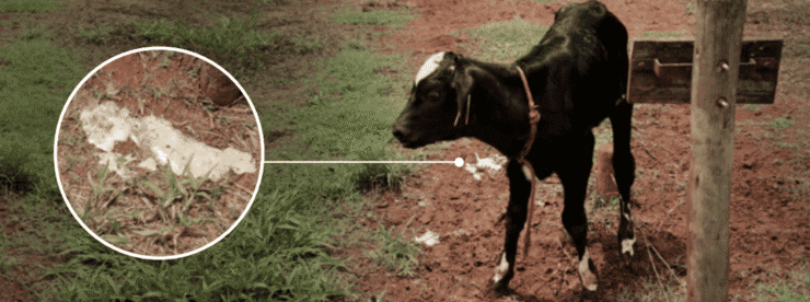 Bezerra com diarreia