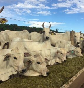 Bovinos de corte se alimentando com forragem em um confinamento