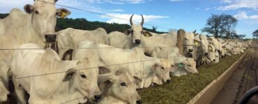 Bovinos de corte se alimentando com forragem em um confinamento