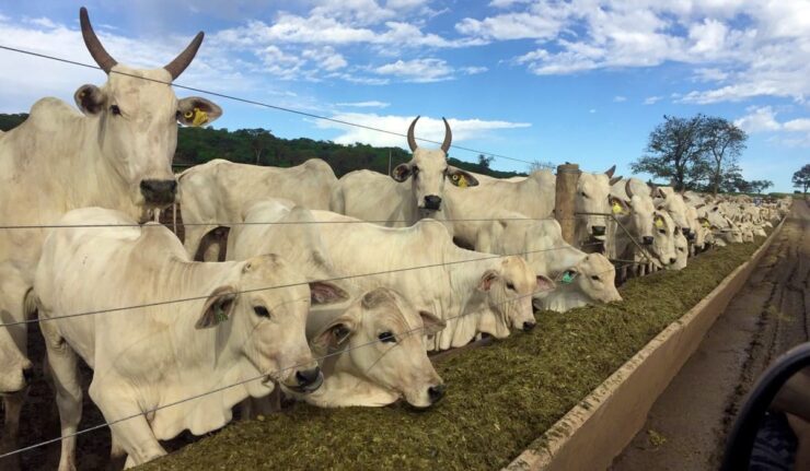Bovinos de corte se alimentando com forragem em um confinamento