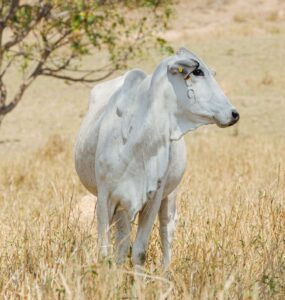 Dois bovinos de corte em uma pastagem seca