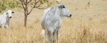 Dois bovinos de corte em uma pastagem seca
