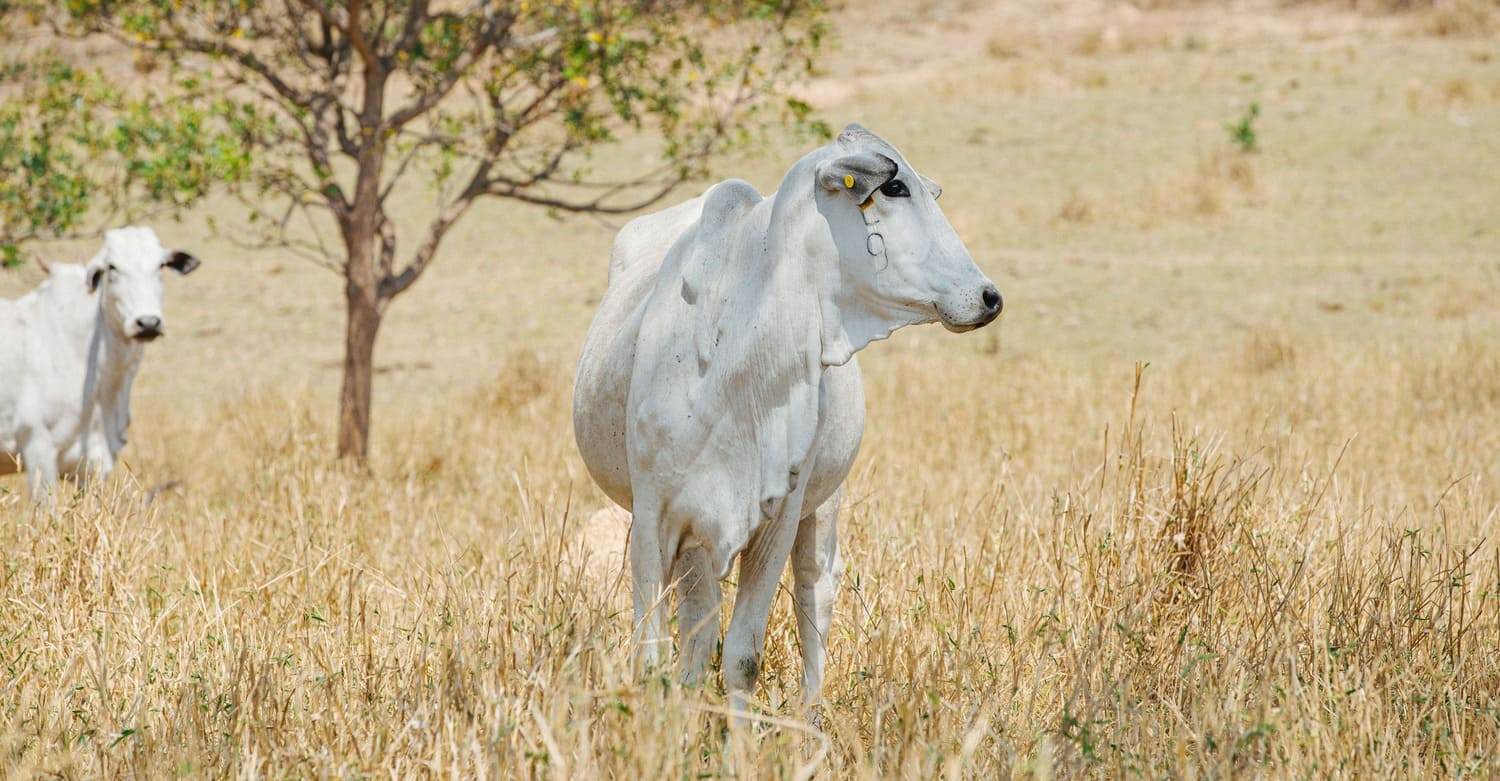 Influência do clima na pecuária de corte: como enfrentar os impactos na produção de carne bovina