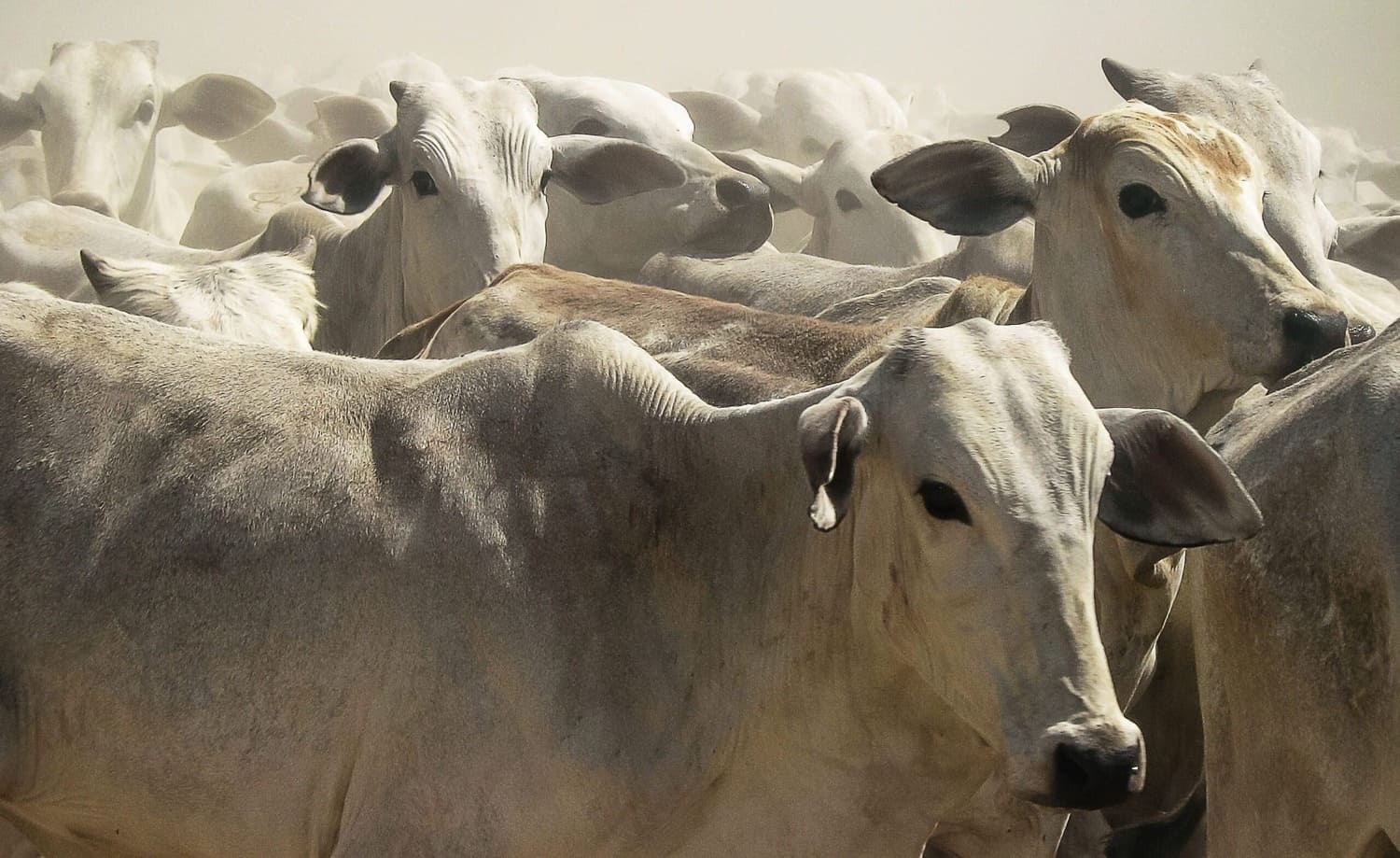 Mercado da carne bovina: perspectivas da produção e dos preços no Brasil e no mundo