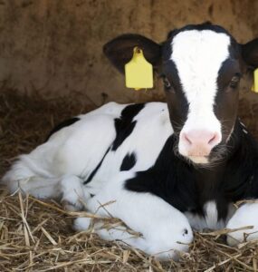 Bezerra leiteira deitada em um alojamento