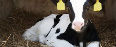 Bezerra leiteira deitada em um alojamento