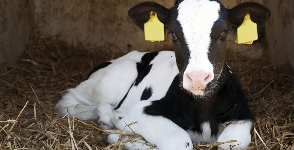 Bezerra leiteira deitada em um alojamento