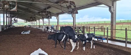 Novilhas com interesse em montar outras fêmeas