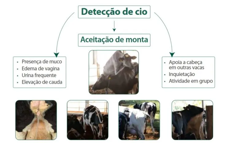 Sinais de detecção do cio em vacas leiteiras