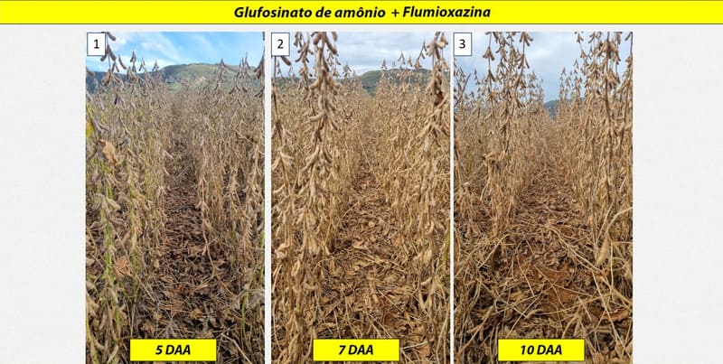 Dessecação pré-colheita de soja com glufosinato de amônio, associado a flumioxazina