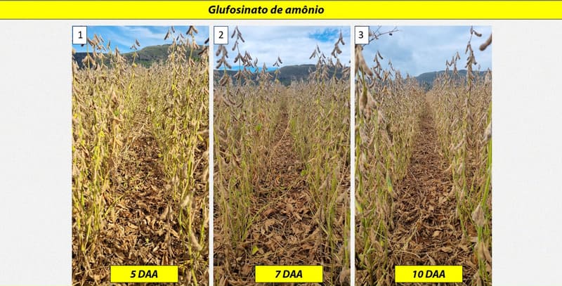 Dessecação pré-colheita da soja com glufosinato de amônio isolado