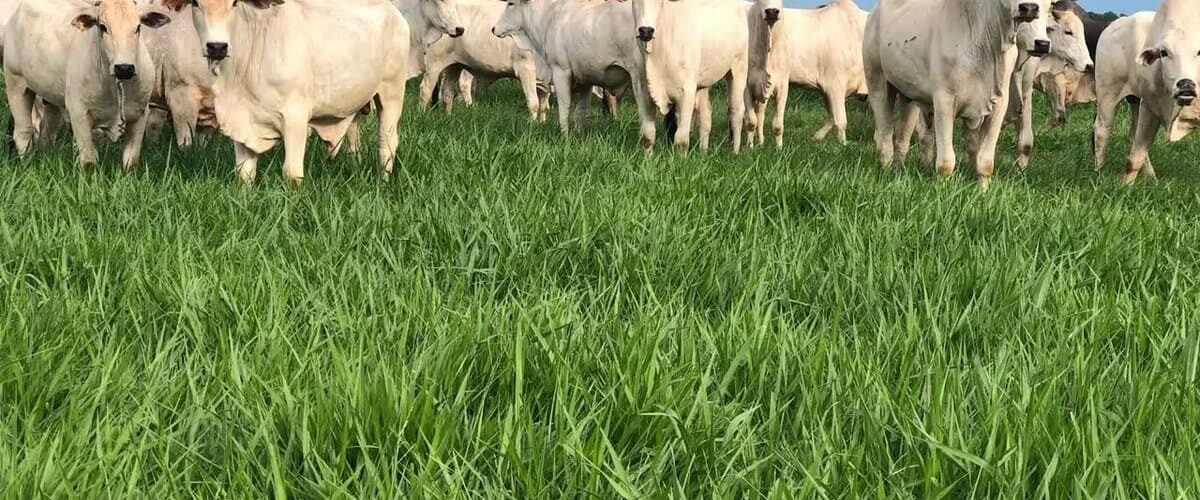 Bovinos de corte em uma pastagem