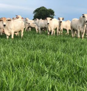 Bovinos de corte em uma pastagem