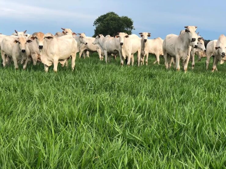 Bovinos de corte em uma pastagem