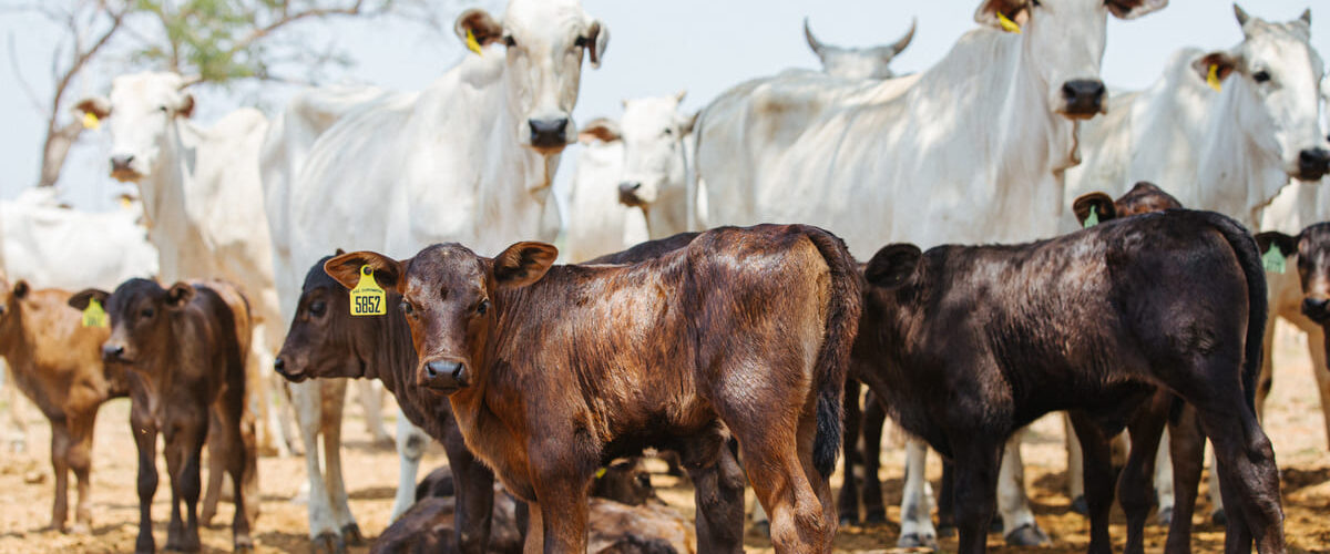 Vacas de corte e bezerros em uma fazenda