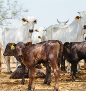 Vacas de corte e bezerros em uma fazenda