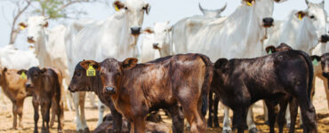 Vacas de corte e bezerros em uma fazenda