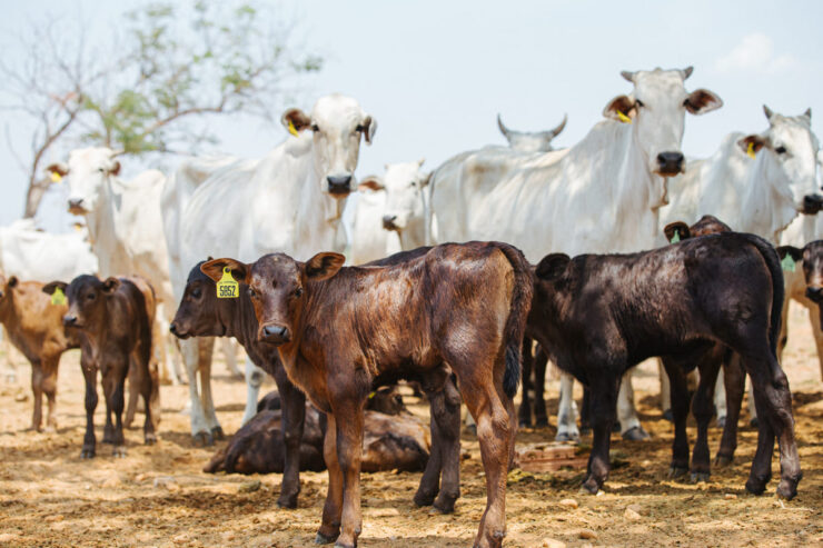 Vacas de corte e bezerros em uma fazenda