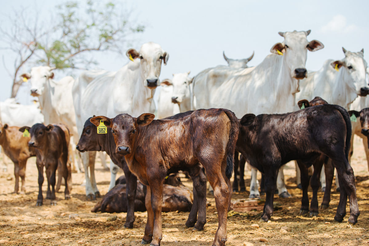 Como preparar sua fazenda para gerar o bezerro do próximo pico de preço?