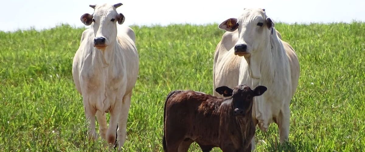 Vacas de cria e bezerro em uma pastagem