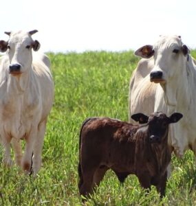 Vacas de cria e bezerro em uma pastagem