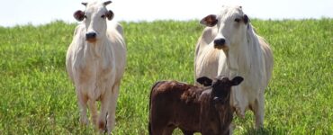 Vacas de cria e bezerro em uma pastagem