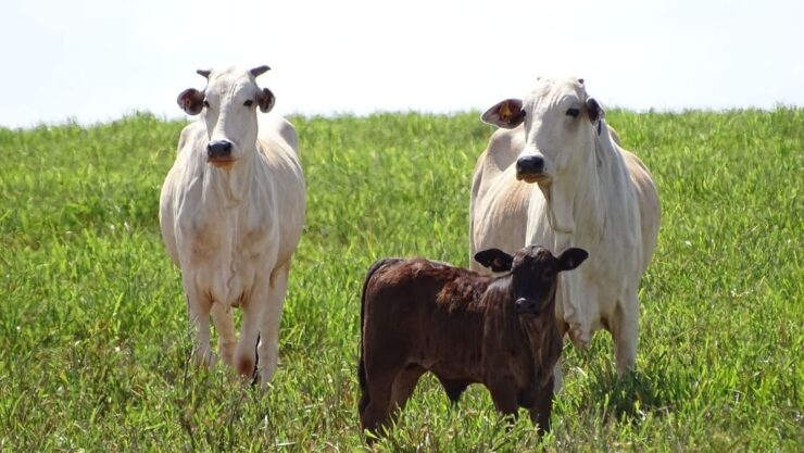 Vacas de cria e bezerro em uma pastagem