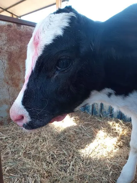 Bezerra com sinais de desidratação
