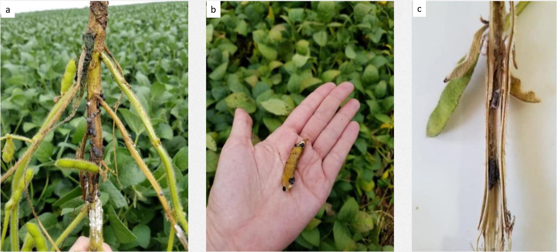 Planta de soja com sintomas de mofo-branco