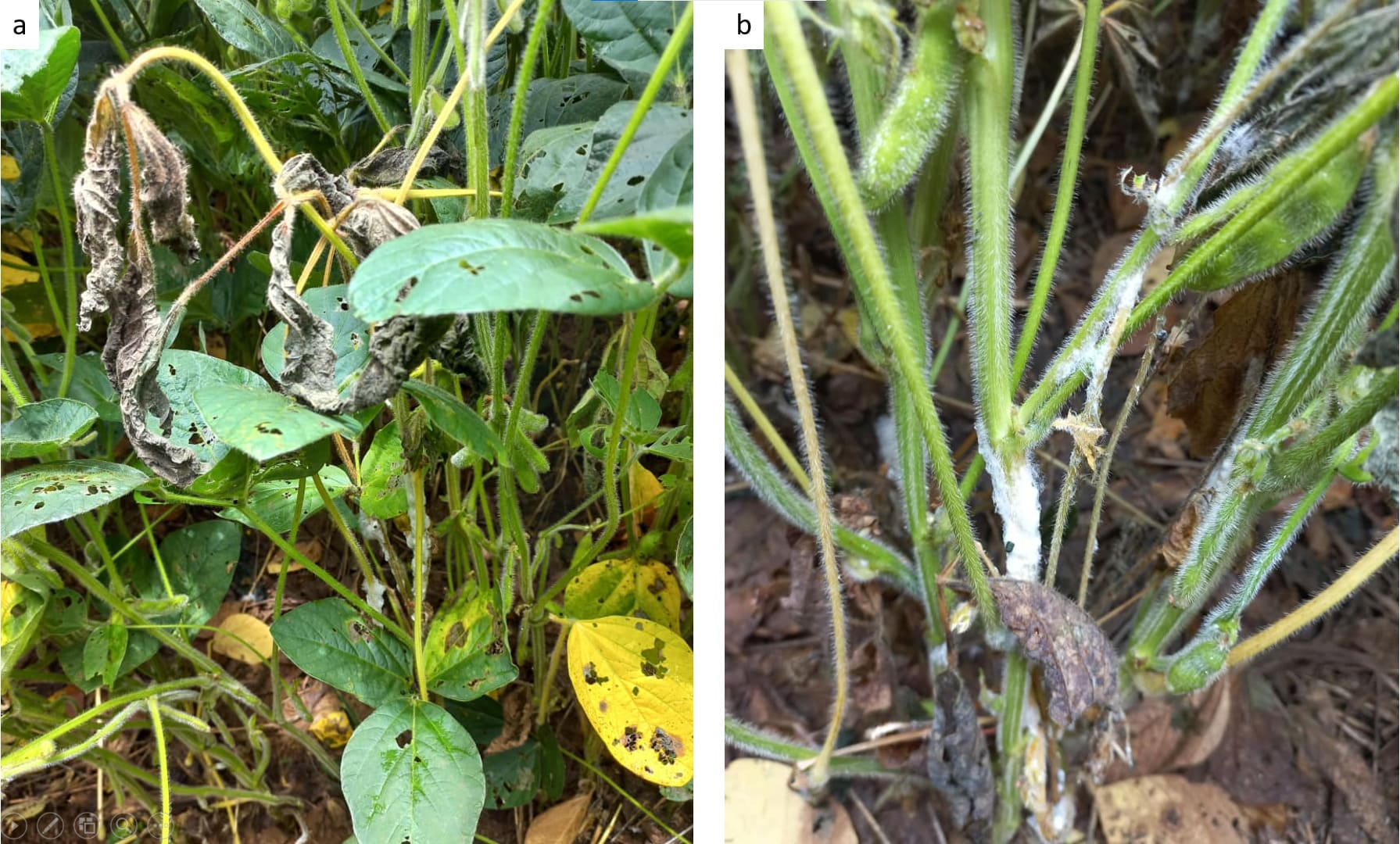 Planta de soja com sintomas de murcha