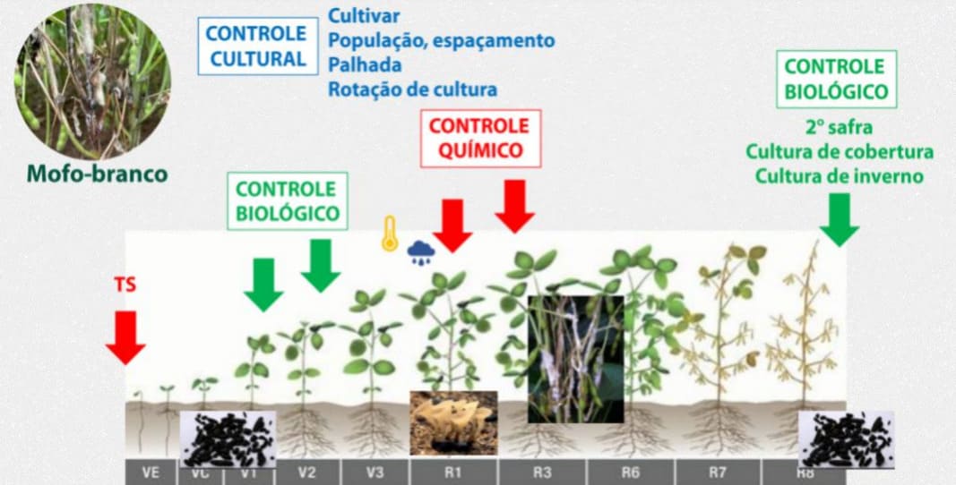 Estratégias de manejo para o mofo-branco