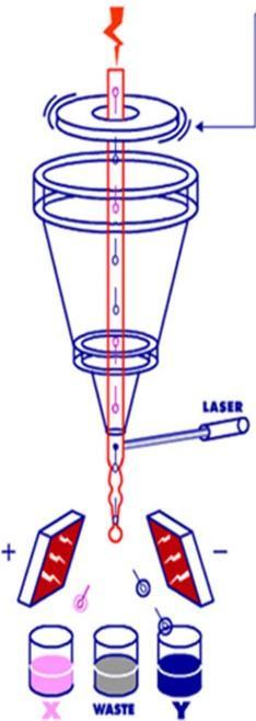 Processo de sexagem espermática