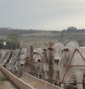 Gado de corte em um confinamento