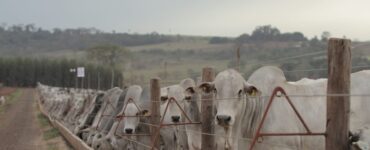 Gado de corte em um confinamento