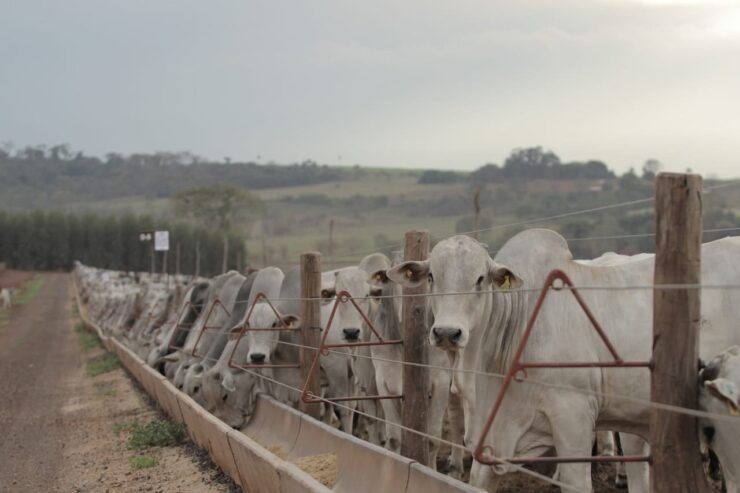 Gado de corte em um confinamento
